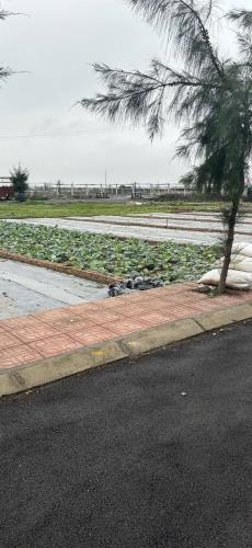 Bán đất nền ven biển Quất Lâm sẵn sổ full cư - 3