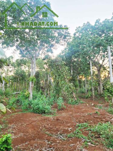 CƠ HỘI ĐẦU TƯ – NGAY LÔ ĐẤT 1.3HA GIÁ CHỈ 650 TRIỆU/SÀO! CUÔR ĐĂNG GIÁP HÒA THUẬN-BUÔN