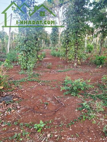 CƠ HỘI ĐẦU TƯ – NGAY LÔ ĐẤT 1.3HA GIÁ CHỈ 650 TRIỆU/SÀO! CUÔR ĐĂNG GIÁP HÒA THUẬN-BUÔN - 1