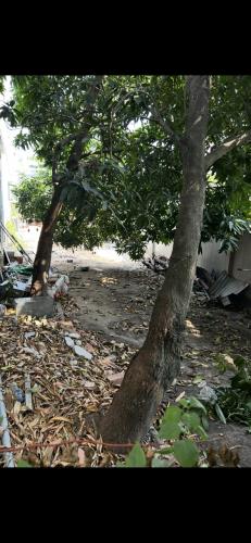 BÁN ĐẤT HIẾM: GẦN NÚT GIAO AN PHÚ – NGAY CAO TỐC, MAI CHÍ THỌ   Mặt Tiền Song Hành Ôtô thô - 2