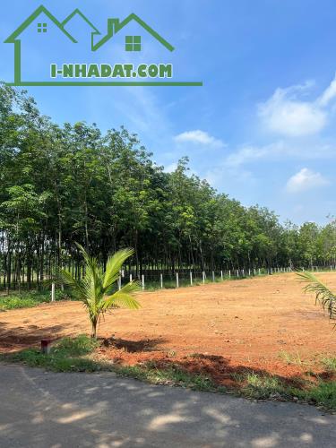 ĐẤT TÂN ĐỊNH NGAY TRUNG TÂM TDM CƠ HỘI ĐẦU TƯ CHỈ VỚI 680TR - 1
