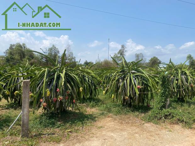 BÁN ĐẤT- DT: 2000M2, MẶT TIỀN NGANG 36,5M, GIÁ TỐT XÃ TÂN LẬP, HÀM THUẬN NAM, BÌNH THUẬN - 2