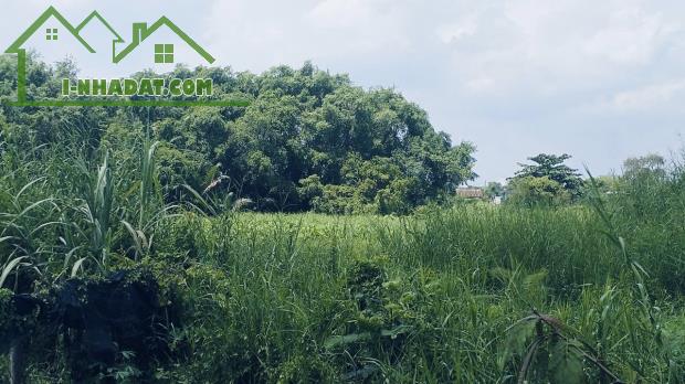 Bán Gấp 1.605m² Đất Lúa – Mua Hôm Nay, Mai Về Làm Nông Dân Triệu Phú - 3