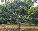 Đất đẹp Xà Bang 1500m², gần đường lớn – tiềm năng tăng giá mạnh – 1 tỷ 6