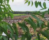 GẤP...GẤP....CHỐT NHANH TAY LÔ ĐẤT ĐẸP HƠN 16 CÔNG CHỈ 135TR/CÔNG(NHANH CHÂN CÒN KỊP)