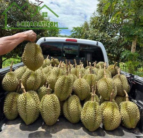 Chính chủ cần bán nhanh lô đất vườn đẹp tại La Ngà, Định Quán, vị trí thuận tiện - 3