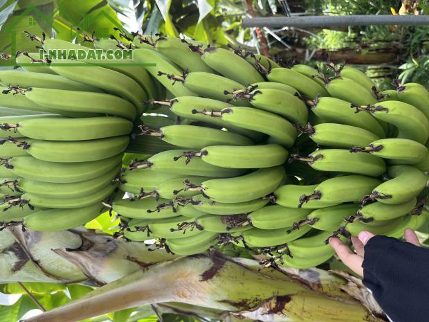 Chính chủ cần bán nhanh lô đất vườn đẹp tại La Ngà, Định Quán, vị trí thuận tiện - 1