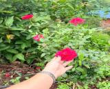 Chính chủ ngộp ngân hàng cần bán gấp lô đất vườn Định Quán
