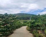 CẦN BÁN 6525M ĐẤT SỔ RIÊNG TÀ NUNG ĐÀ LẠT - giá chỉ 6 tỷ