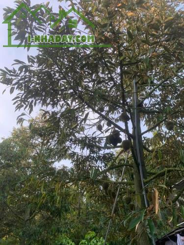Kẹt Vốn Bán Đất Vườn Sầu Riêng Thái Cây Đang Cho Thu Hoạch (4 năm) Tại Thị trấn Long Hồ, - 1