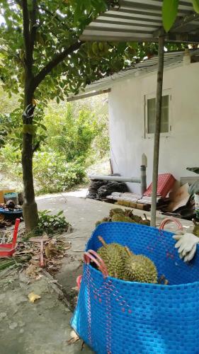 Kẹt Vốn Bán Đất Vườn Sầu Riêng Thái Cây Đang Cho Thu Hoạch (4 năm) Tại Thị trấn Long Hồ, - 2