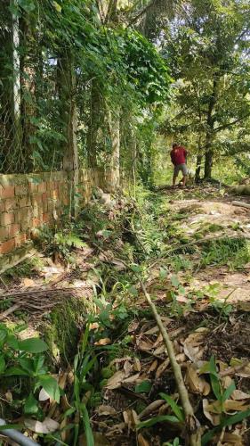 Kẹt Vốn Bán Đất Vườn Sầu Riêng Thái Cây Đang Cho Thu Hoạch (4 năm) Tại Thị trấn Long Hồ, - 3