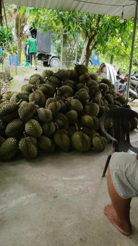 Kẹt Vốn Bán Đất Vườn Sầu Riêng Thái Cây Đang Cho Thu Hoạch (4 năm) Tại Thị trấn Long Hồ, - 4