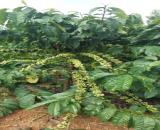 Hòa Hiệp CưKuin đất nông nghiệp 1 ha giá chỉ 320 tr /1 sào