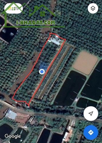 Cần Bán Đất Vườn Dừa 5.068 m² Gần UBND Xã Phú Long, Huyện Bình Đại – Bến Tre Cũ - 2