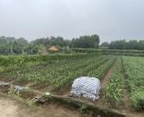 Bán đất xã Yên Mỹ, Thanh Trì, dt 583m2, giá 1.79 tỷ, đường ô tô. Lh 0888229559