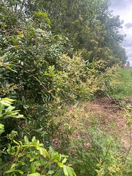 CHÍNH CHỦ GỬI BÁN – GIÁ CHỈ 500 TRIỆU - 1