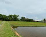 CHÍNH CHỦ BÁN LÔ ĐẤT 1000M2 GIÁ SIÊU TỐT TẠI BÀU SEN, ĐỨC HÒA, LONG AN