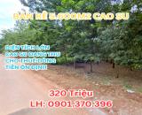 CHỈ 320 TRIỆU SỞ HỮU 5.600m² CAO SU ĐANG THU NGAY KCN CHƠN THÀNH NHA BÍCH