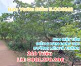 Cần Tiền Bán 5.000M2 Điều có thổ cư Sổ Riêng ngay trung tâm dân đông 210tr