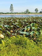 CƠ HỘI HIẾM – ĐẤT ĐẸP GIÁ RẺ HƠN 10% Vị trí vàng ngay Cụm Công Nghiệp Mỹ Thuận, tiềm năng - 1