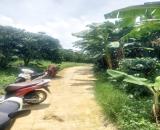 ✅Bán vườn cà phê Lộc Châu (phường 3) Bảo Lộc. Cà phê tốt