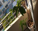 BÁN CĂN HỘ CT5 – VĨNH ĐIỀM TRUNG, NHA TRANG
Diện tích: 59,4m² Giá bán: 2,1 tỷ lh e Hải