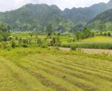 diện tích bán 1790m 475m đất ở ,  vị trí tại Hợp Phong , view cánh đồng đồi núi giásiêu rẻ