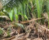 Chính Chủ Cần Bán Lô Đất Nông Nghiệp Vị Trí Đẹp Tại Long An