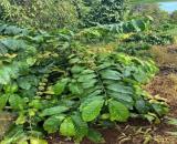 Đất nông nghiệp 3 ha Ea tiêu cũ nay là xã Eaktur