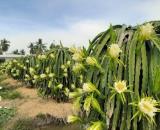 Chủ bán vài mảnh đất xã Hàm Mỹ HTN Giá Ngộp Bank