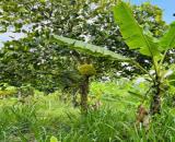 CHỦ HẠ GIÁ BÁN GẤP ĐẤT VƯỜN ĐỊNH QUÁN GẦN SÔNG LA NGÀ GIÁ CHỈ 390 TRIỆU/1000m² CƠ HỘI ĐẦU