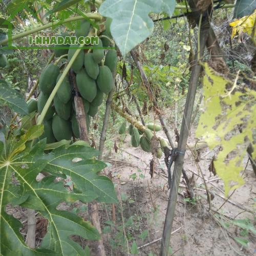 * ĐẤT ĐẸP MỸ HẠNH – ĐỨC HÒA, LONG AN CŨ  GIÁ CHỈ TỪ 550 TRIỆU/NỀN * - 1