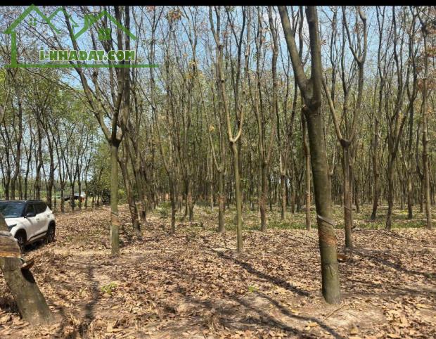 QUỸ ĐẤT LỚN 10.000m² – MẶT TIỀN DH604 – PHƯỜNG CHÁNH PHÚ HÒA, TP. HỒ CHÍ MINH