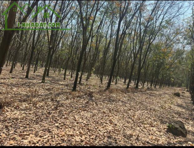 QUỸ ĐẤT LỚN 10.000m² – MẶT TIỀN DH604 – PHƯỜNG CHÁNH PHÚ HÒA, TP. HỒ CHÍ MINH - 1