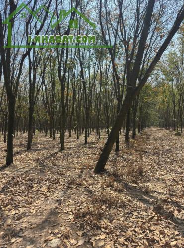 QUỸ ĐẤT LỚN 10.000m² – MẶT TIỀN DH604 – PHƯỜNG CHÁNH PHÚ HÒA, TP. HỒ CHÍ MINH - 2