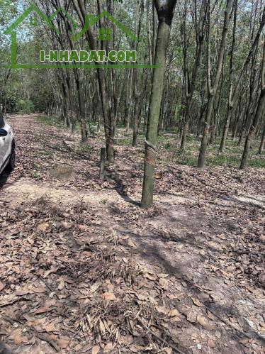 QUỸ ĐẤT LỚN 10.000m² – MẶT TIỀN DH604 – PHƯỜNG CHÁNH PHÚ HÒA, TP. HỒ CHÍ MINH - 3