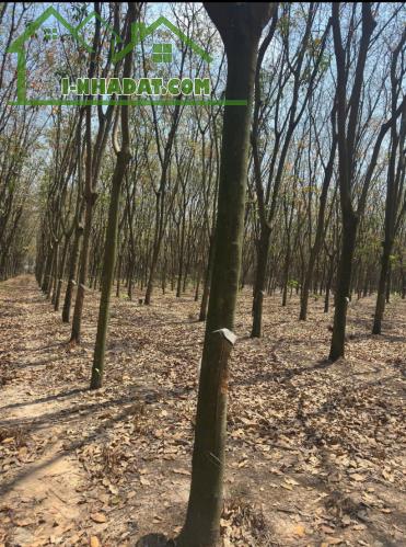 QUỸ ĐẤT LỚN 10.000m² – MẶT TIỀN DH604 – PHƯỜNG CHÁNH PHÚ HÒA, TP. HỒ CHÍ MINH - 4