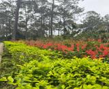 Biệt Thự 3 tầng Vườn Hồng 12 tỷ 8  DT 150 M Đằng Hải Hải An