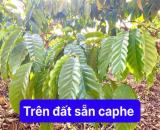 Bán 1000m2 Đất Cận Hồng Cư M’gar, DakLak Chỉ 240 tr