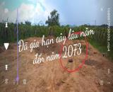 CHÍNH CHỦ BÁN ĐẤT VƯỜN – CÓ SẴN THANH LONG ĐANG THU HOẠCH