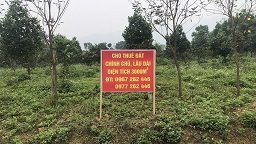 CHO THUÊ 3 LÔ ĐẤT MẶT ĐƯỜNG LIÊN VÙNG – PHÚ THỌ VỊ TRÍ ĐẸP GẦN KCN - 1