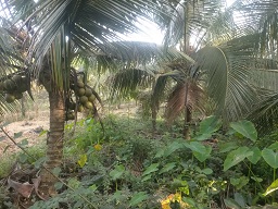 CHÍNH CHỦ CẦN BÁN LÔ ĐẤT CÓ VỊ TRÍ ĐẸP TẠI PHƯỜNG KHÁNH HẬU - TP. TÂN AN - LONG AN.