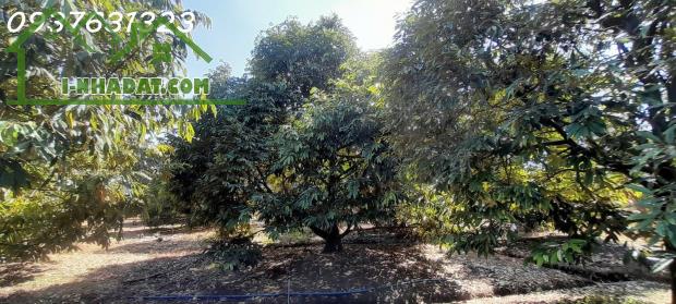 # CHÍNH CHỦ CẦN BÁN: VƯỜN SẦU RIÊNG MUSANG KING ĐANG THU HOẠCH – BẾN CẦU, TÂY NINH