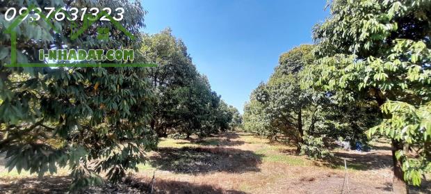 # CHÍNH CHỦ CẦN BÁN: VƯỜN SẦU RIÊNG MUSANG KING ĐANG THU HOẠCH – BẾN CẦU, TÂY NINH - 1