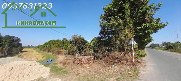 # CHÍNH CHỦ CẦN BÁN: VƯỜN SẦU RIÊNG MUSANG KING ĐANG THU HOẠCH – BẾN CẦU, TÂY NINH - 3