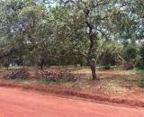 1000m2 vườn điều  đường 19m ngay KCN lớn Đồng Phú Đồng Nai chỉ 190 triệu công chứng ngay