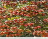 ĐẤT ĐẸP – GIÁ TỐT – CHÍNH CHỦ BÁN ĐẤT TẠI Bon Điêng Đu, xã Quảng Tân, Tuy Đức, Đắk Nông