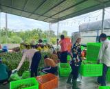 Bán đất vườn, Xuân Đông, Cẩm Mỹ, Đồng Nai