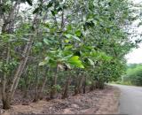 BÁN ĐẤT NHÀ VƯỜN CÓ AO – DIỆN TÍCH 3.000m² – TÂN AN, VĨNH CỬU, ĐỒNG NAI